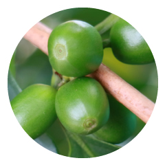 Green Coffee Bean Extract Provides Antioxidants