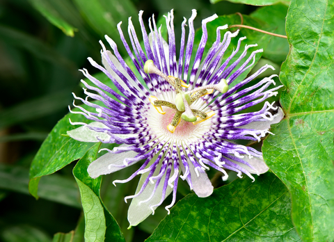passion flower is a great nootropic for entrepreneur stacks