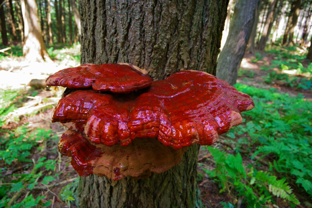 Red Reishi Mushrooms