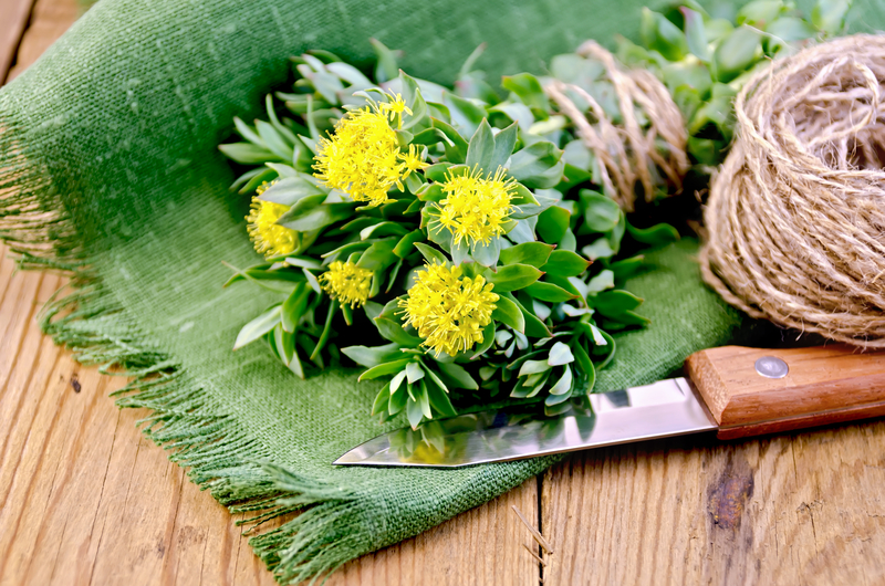 How Long Does Rhodiola Rosea Stay in Your System?